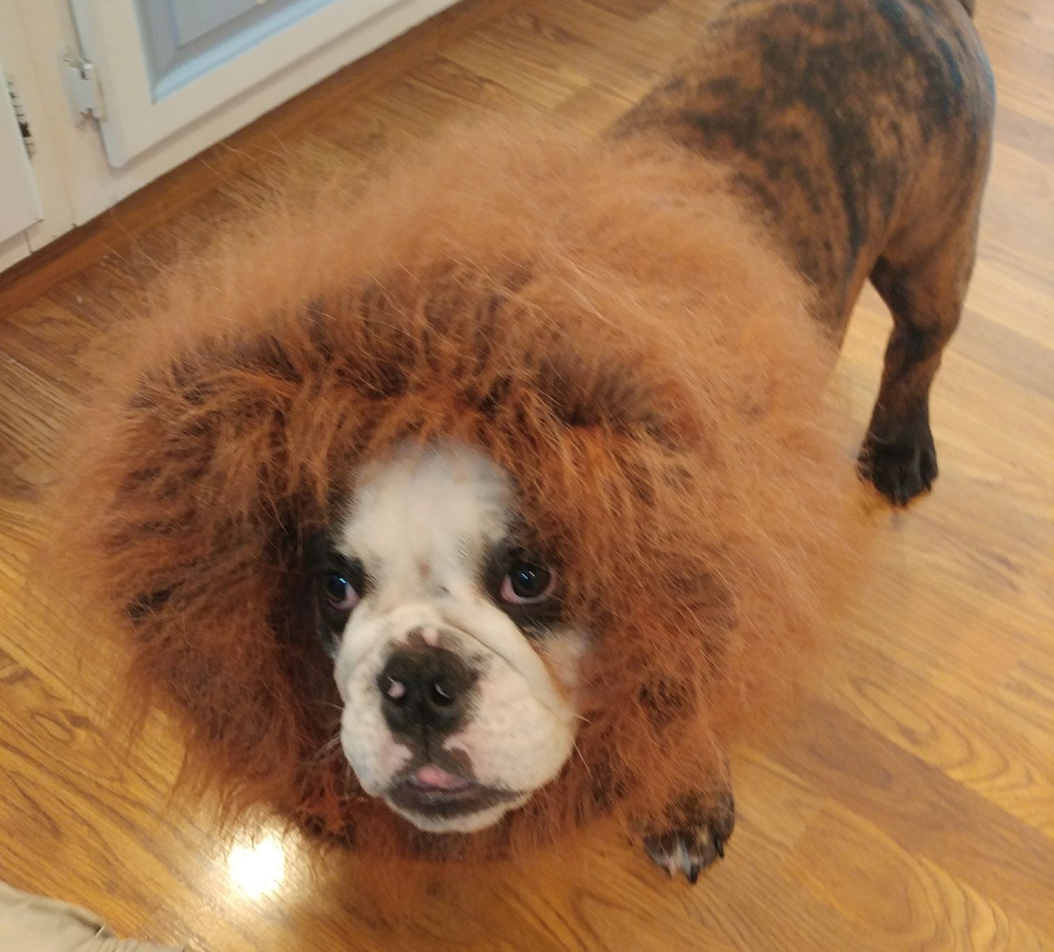 Oso the lion
